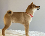 Собаки в Сургуте: Брутальные щенки Мальчик, 80 000 руб. - фото 3