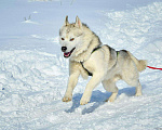 Собаки в Горном-Алтайске: Вязка кобель с родословной Мальчик, 10 000 руб. - фото 1