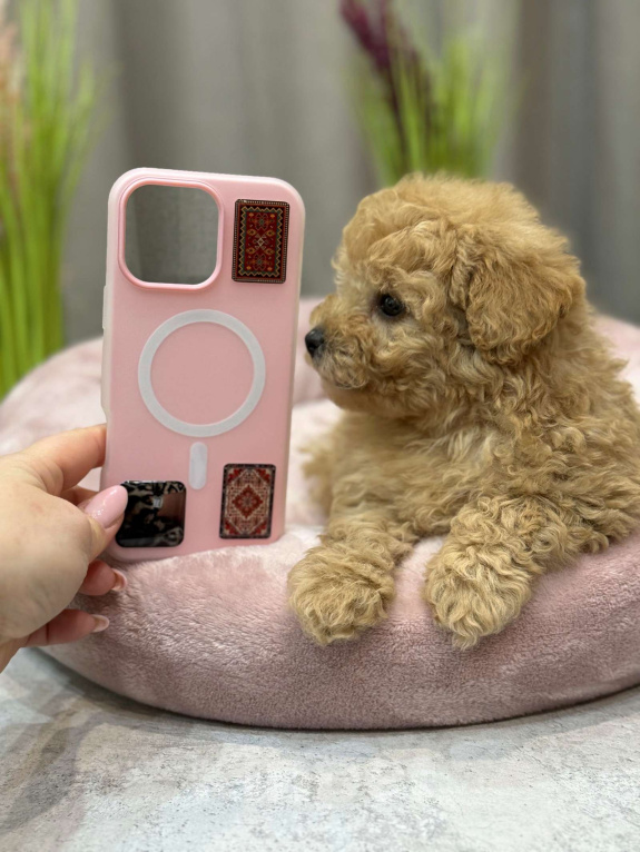 Собаки в Москве: Teddy Мальчик, Бесплатно - фото 3