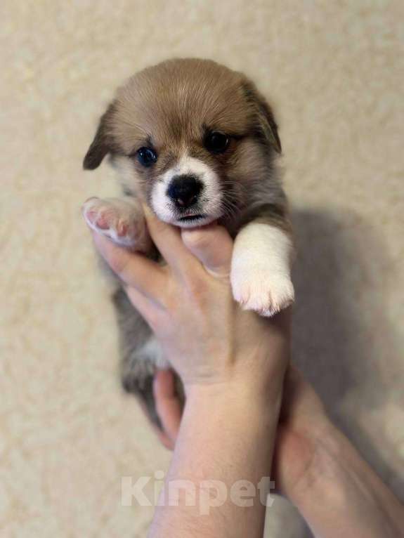 Собаки в Перми: Щенки Вельш-корги-пемброк Разнополые, Бесплатно - фото 3