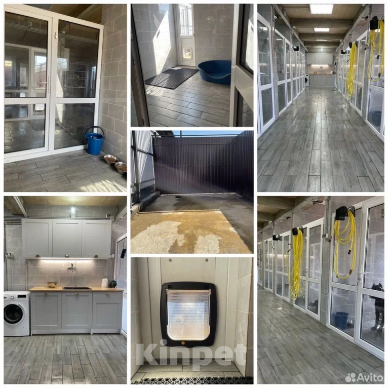 Собаки в Краснодаре: Щенок кане корсо от Чемпионов  Мальчик, 200 000 руб. - фото 9