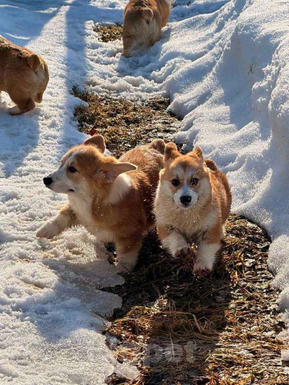 Собаки в Москве: Щенки вельш корги Пемброк Девочка, 45 000 руб. - фото 5