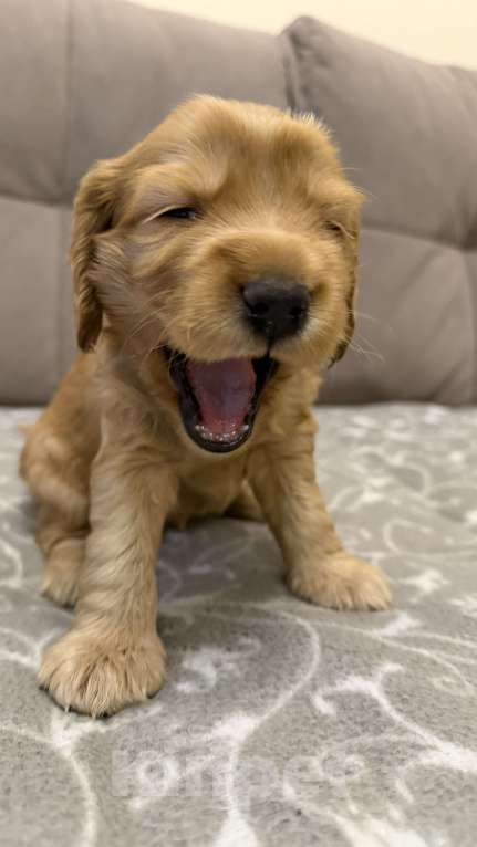 Собаки в Екатеринбурге: Английский кокер-спаниель Мальчик, 40 000 руб. - фото 9