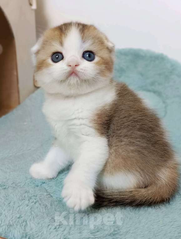 Кошки в Москве: Гумихо Девочка, 50 000 руб. - фото 3