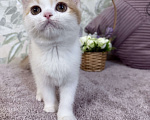 Кошки в Москве: Шотландский короткошерстный котенок Девочка, 45 000 руб. - фото 2