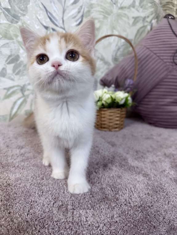 Кошки в Москве: Шотландский короткошерстный котенок Девочка, 45 000 руб. - фото 2