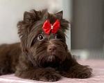 Собаки в Москве: Шоколадный йорк Девочка, Бесплатно - фото 2