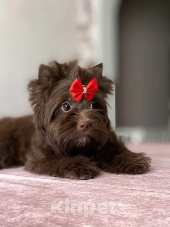 Собаки в Москве: Шоколадный йорк Девочка, Бесплатно - фото 2