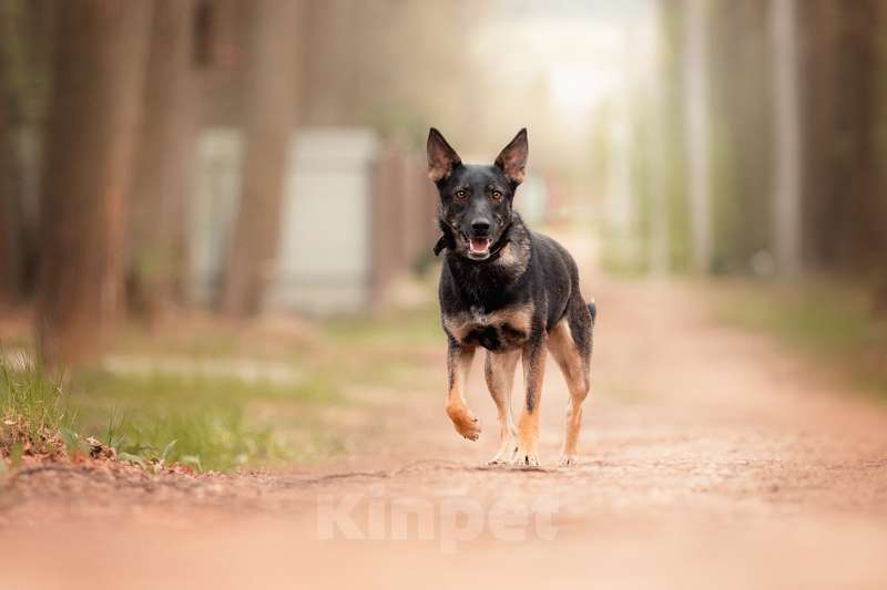 Собаки в Москве: Молодая немецкая овчарка Глория в дар Девочка, 1 руб. - фото 3
