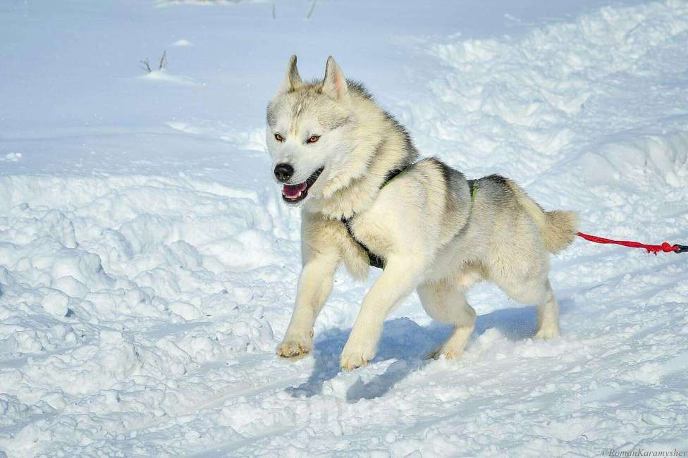 Собаки в Горном-Алтайске: Вязка кобель с родословной Мальчик, 10 000 руб. - фото 1