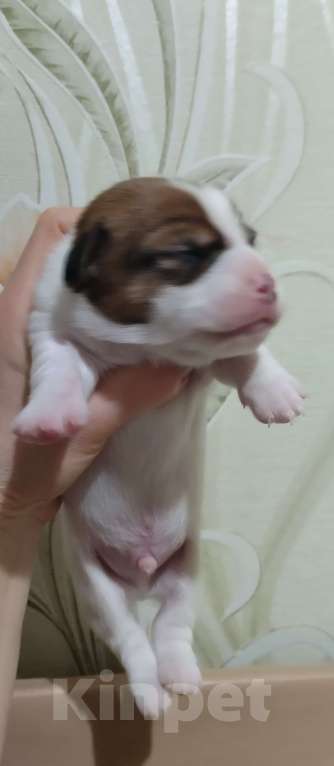 Собаки в Москве: ПРОДАМ ЩЕНКОВ ПОРОДЫ ДЖЕК РАССЕЛ ТЕРЬЕР Мальчик, 25 000 руб. - фото 2