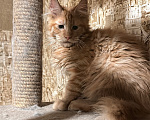 Кошки в Дмитрове: Котенок мейн-кун Девочка, 36 000 руб. - фото 2