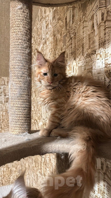 Кошки в Дмитрове: Котенок мейн-кун Девочка, 36 000 руб. - фото 2