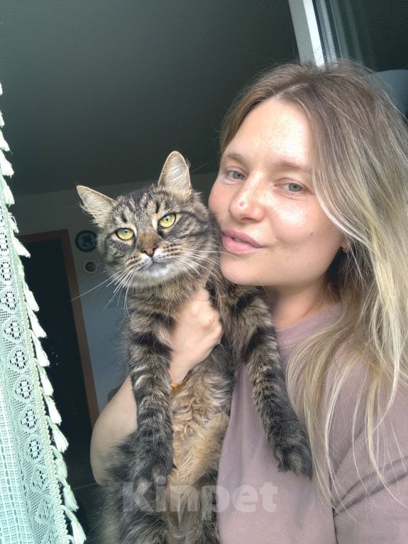 Кошки в Санкт-Петербурге: Кошечка Солнышко Девочка, Бесплатно - фото 3