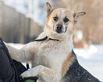 Собаки в Москве: Трехцветная собачка Мара в добрые руки Девочка, 1 руб. - фото 1