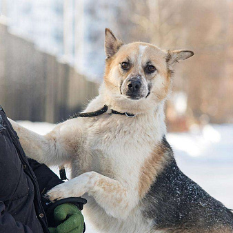Объявление: Трехцветная собачка Мара в добрые руки, 1 руб., Москва