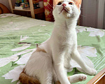 Кошки в Москве: Рыжий котенок СОфа в добрые руки Девочка, Бесплатно - фото 6