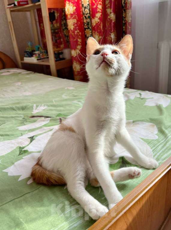 Кошки в Москве: Рыжий котенок СОфа в добрые руки Девочка, Бесплатно - фото 6