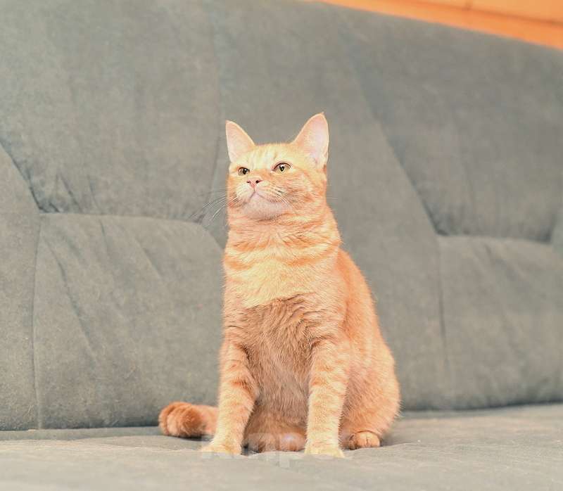 Кошки в Москве: Огненно-рыжая красотка кошка Злата ищет свою семью Девочка, Бесплатно - фото 5
