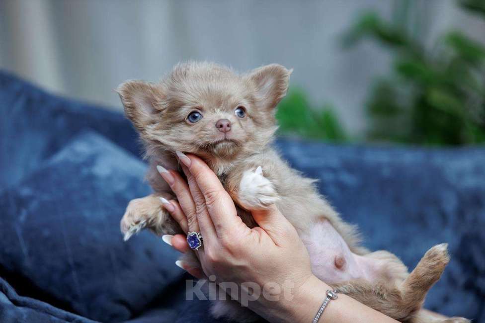 Собаки в Санкт-Петербурге: Красивый мальчик Чихуахуа Мальчик, 85 000 руб. - фото 3