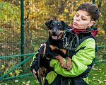 Собаки в Москве: Кекс Мальчик, Бесплатно - фото 14