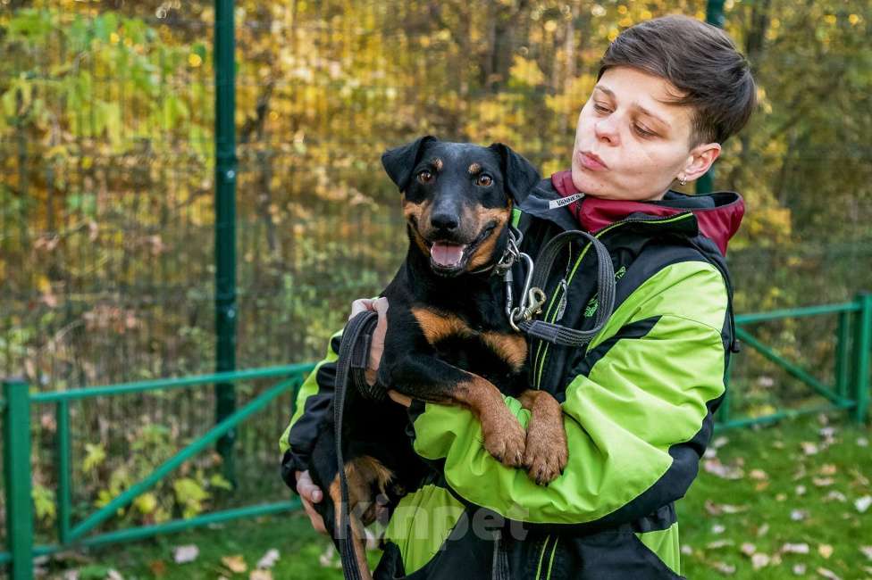 Собаки в Москве: Кекс Мальчик, Бесплатно - фото 14