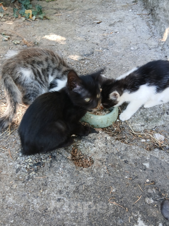 Кошки в других городах Крыма: Котенок в добрые руки Разнополые, 10 руб. - фото 5