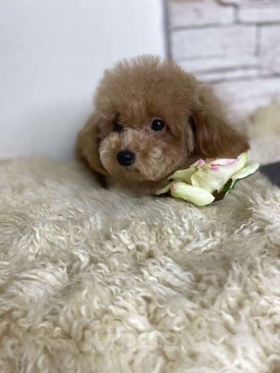 Собаки в Москве: Пудель той девочка РКФ  Девочка, 85 000 руб. - фото 2