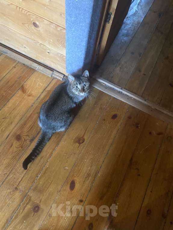 Кошки в Санкт-Петербурге: Отдам даром кошку Девочка, 100 руб. - фото 2