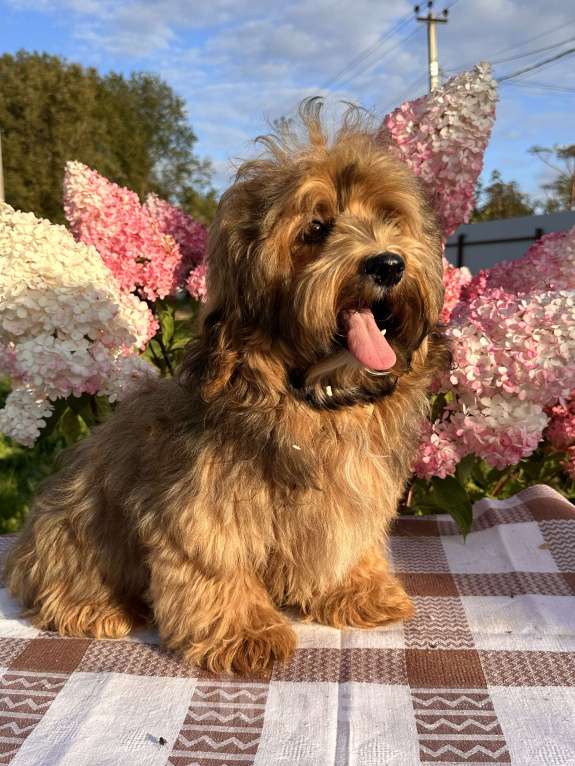 Собаки в Москве: Девочка Гаванский бишон  Девочка, 85 000 руб. - фото 6