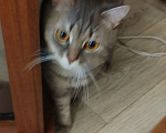 Кошки в Воронеже: котик 1,5 года шотландец отдам в хорошие руки Мальчик, 100 руб. - фото 1