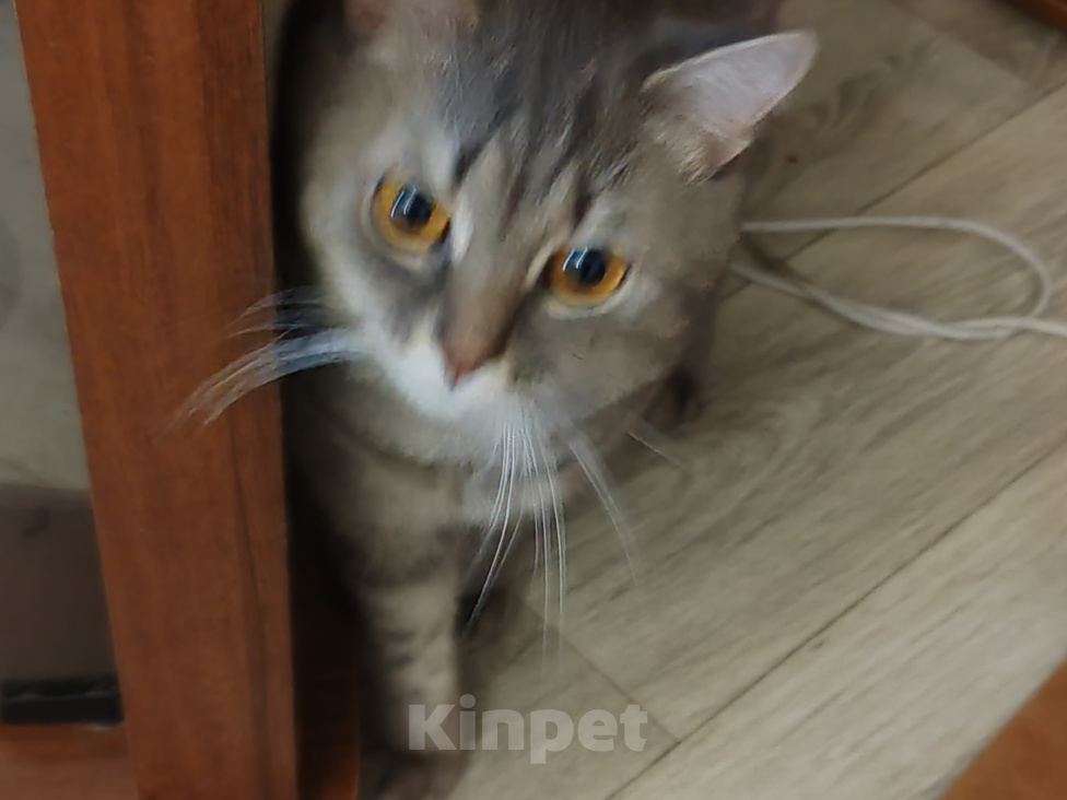 Кошки в Воронеже: котик 1,5 года шотландец отдам в хорошие руки Мальчик, 100 руб. - фото 1