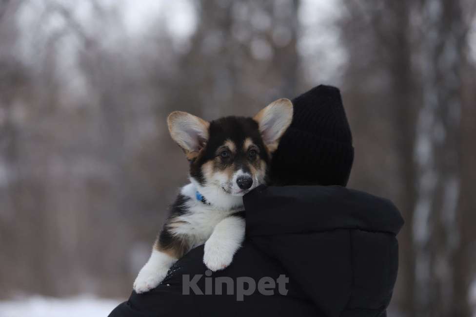 Собаки в Тюмени: Винтер Мистери Райский угодник Мальчик, 50 000 руб. - фото 3