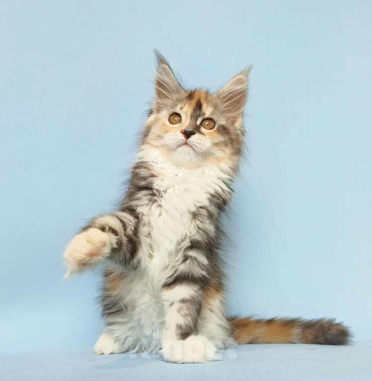 Кошки в Москве: Котята Мейн-Кун из питомника Девочка, 50 000 руб. - фото 2