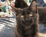 Кошки в других городах Московской области: Кот Мейн-кун Мальчик, 65 000 руб. - фото 3