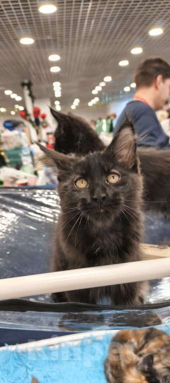 Кошки в других городах Московской области: Кот Мейн-кун Мальчик, 65 000 руб. - фото 3