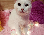 Кошки в Санкт-Петербурге: Белая кошка ищет дом Девочка, 200 руб. - фото 5