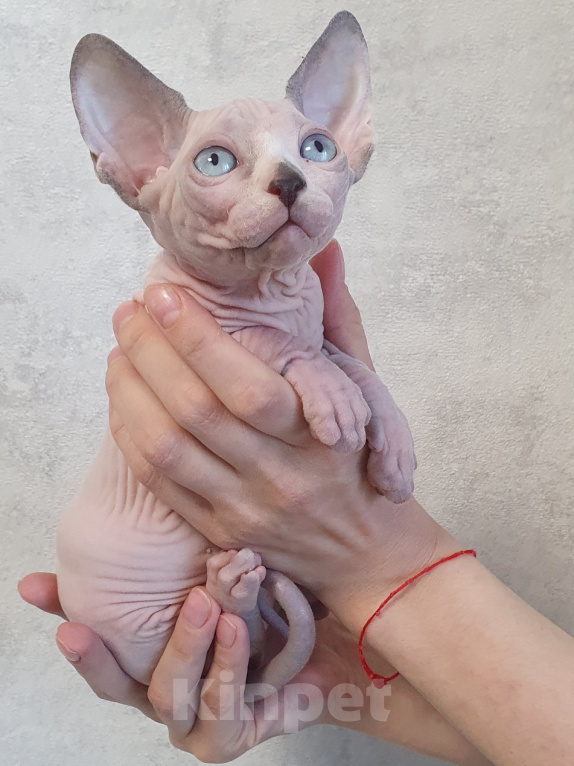 Кошки в Уфе: Канадский сфинкс девочка Девочка, 35 000 руб. - фото 2