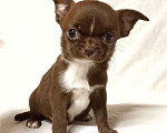 Собаки в Нижнем Новгороде: Мальчишка чихуахуа Мальчик, Бесплатно - фото 1