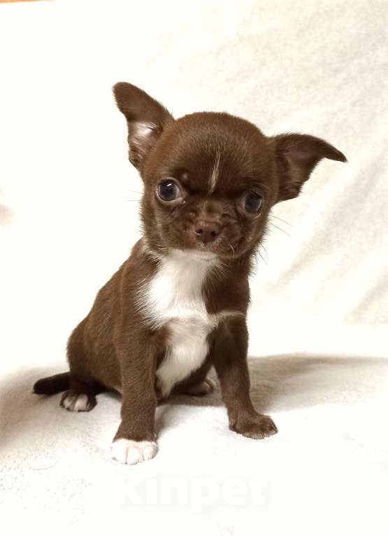 Собаки в Нижнем Новгороде: Мальчишка чихуахуа Мальчик, Бесплатно - фото 1