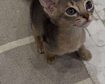 Кошки в Москве: Абиссинский котенок  Мальчик, 40 000 руб. - фото 4