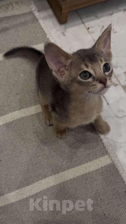 Кошки в Москве: Абиссинский котенок  Мальчик, 40 000 руб. - фото 4