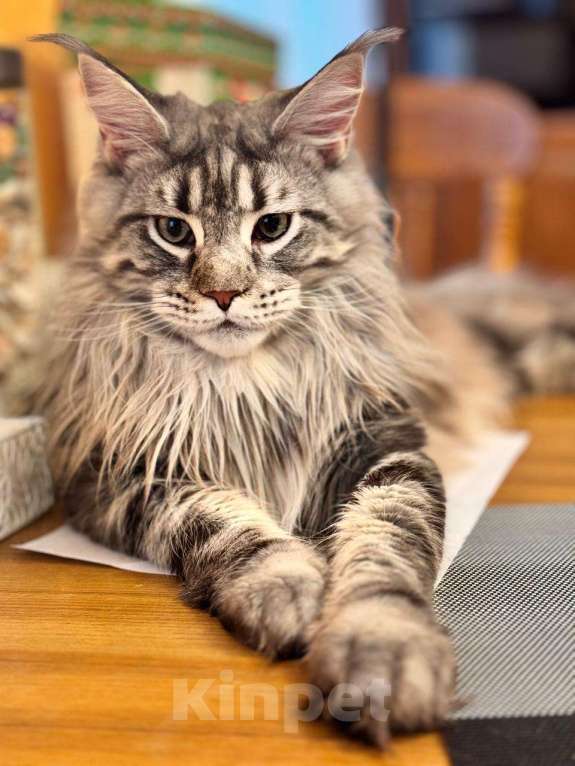 Кошки в Москве: Отдам кошку в добрые руки. Девочка, Бесплатно - фото 1