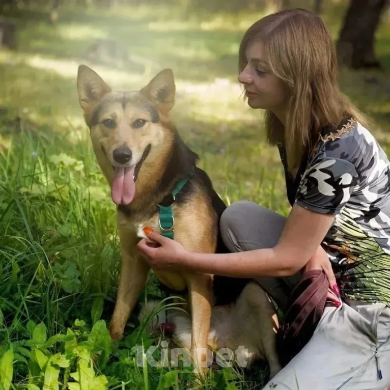 Собаки в Лобне: Лорд. Мальчик, Бесплатно - фото 4