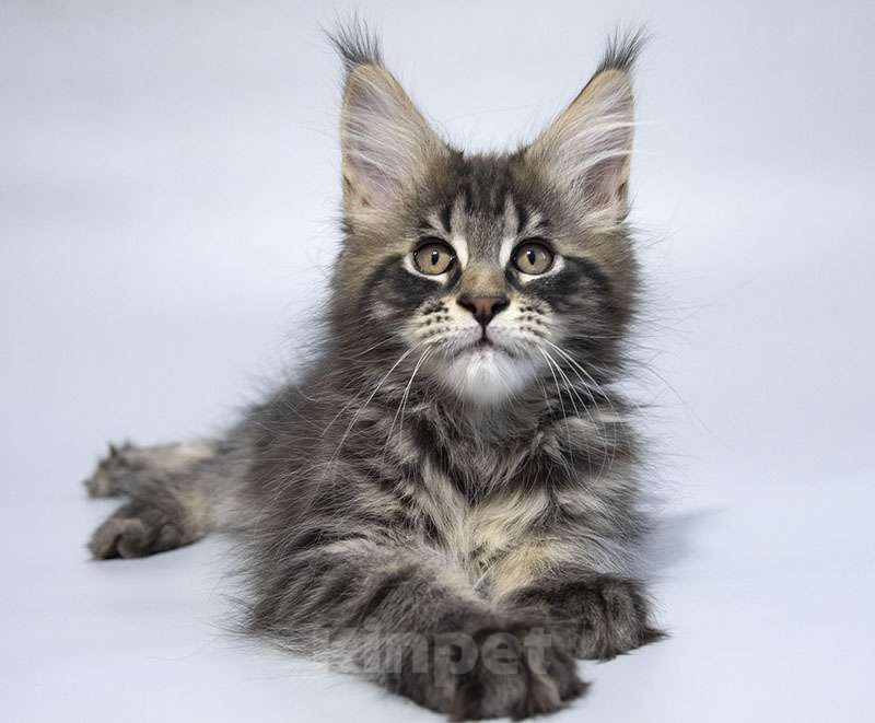 Кошки в Москве: Мейн кун котенок Мальчик, 70 000 руб. - фото 2