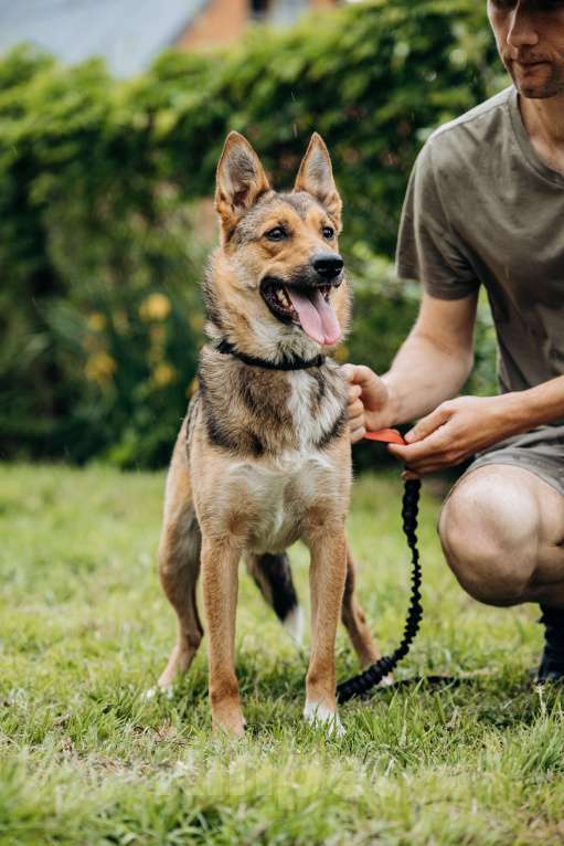 Собаки в Москве: Лиса ищет семью  Девочка, Бесплатно - фото 6