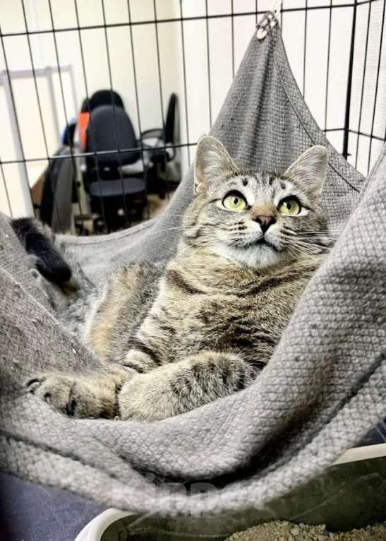 Кошки в Москве: Бубочка- статуэточка ищет свою семью Девочка, Бесплатно - фото 5