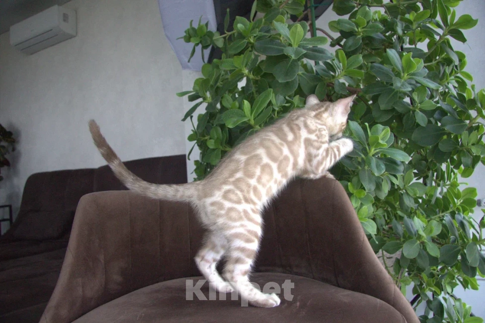 Кошки в Москве: Снежный минк Мальчик, Бесплатно - фото 2