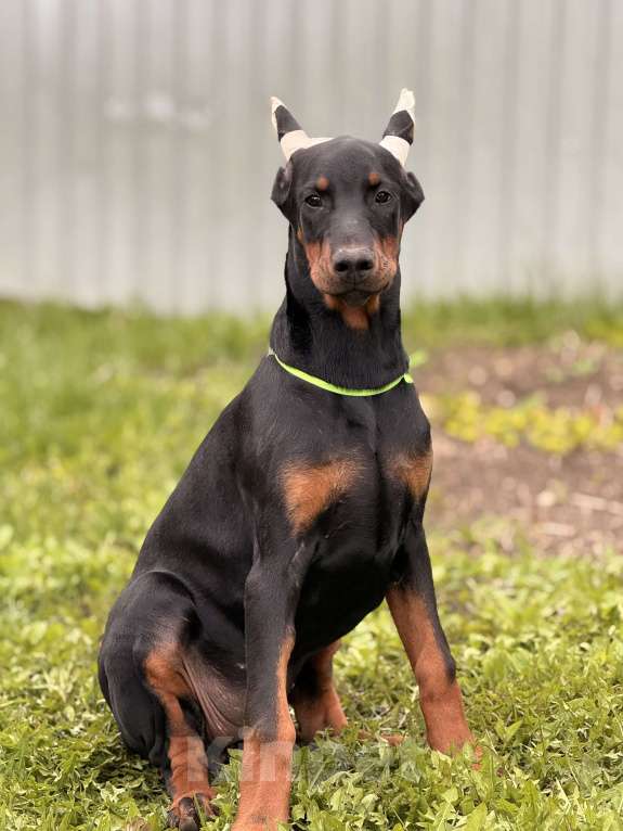 Собаки в Москве: щенок добермана Девочка, 80 000 руб. - фото 3