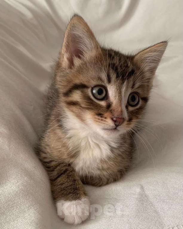 Кошки в Москве: Маленький котенок мальчик в дар Мальчик, Бесплатно - фото 3